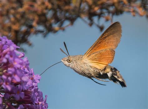 Hummingbird Hawk Moth And Hummingbird