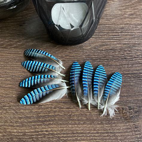 Double Blue Jay Feathers ethically Sourced CHECK MY SIZE - Etsy