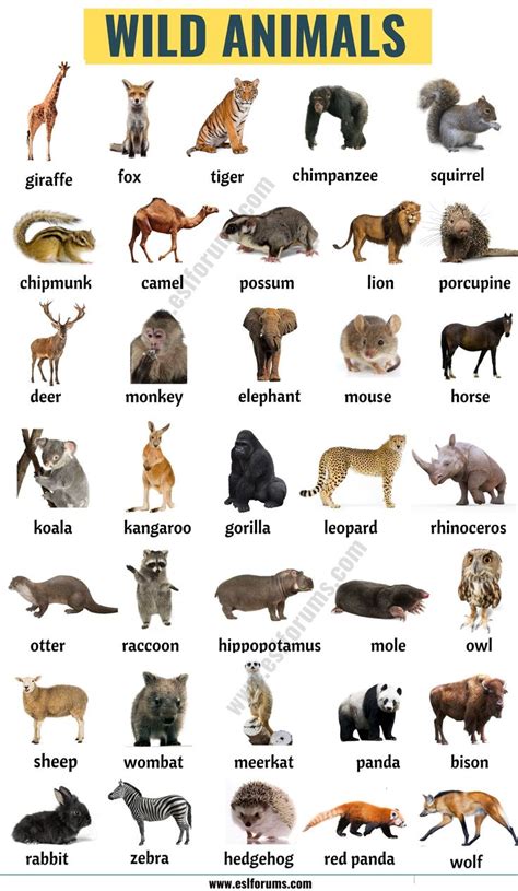 List of Animals: A Big Lesson of Animals Names with the Pictures ...