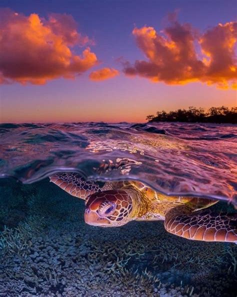 Pin by maya 47000 on Animaux | Sea turtles photography, Sea turtle ...