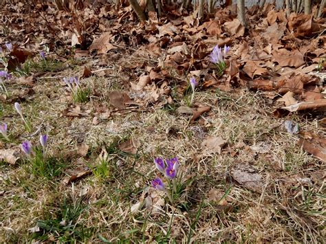 Spring is Crocus Season