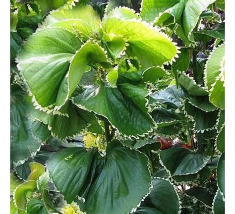 Acalypha Wilkesiana Hoffmanna – Aloha Tropicals