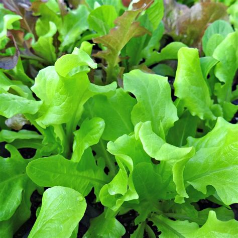 Growing Looseleaf Lettuce Mixes - Oak Hill Homestead