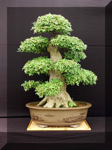 Indoor Bonsai Plants - Plants BN