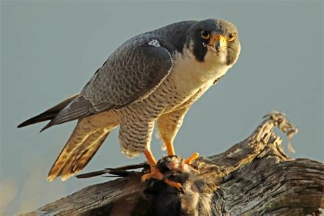 Falcon Facts, Types, Classification, Habitat, Diet, Adaptations