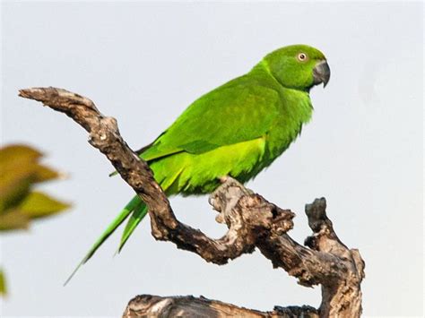 Mauritius Parakeet aka Echo Parrot (Psittacula eques) by David Cook.