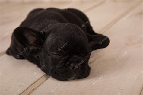 Premium Photo | A black french bulldog sleeps on a wooden floor