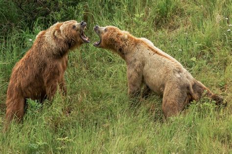 Kodiak Bear Viewing | Larsen Bay Lodge