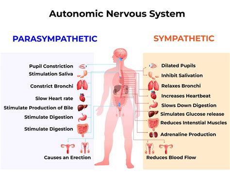 How To Reduce Anxiety and Depression By Fixing Nervous System ...