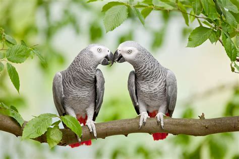 Do Parrot Have Social Intelligence? - Parrot Essentials