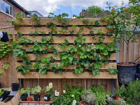 Urban Garden Project: How To Grow Strawberries Vertically — Serena Lee