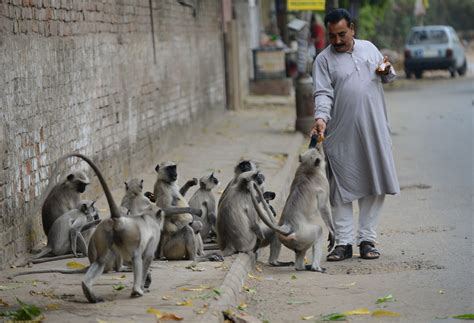 Langur Monkeys take food handouts