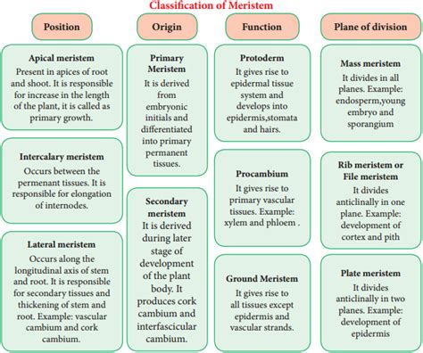 Meristematic Tissue Definition, Characteristics and Classification