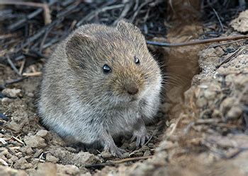 Moles, Voles, and Shrews - Do You Know the Differences? | Kids ...