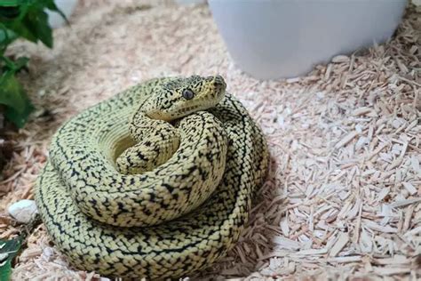 8 Carpet Python Morphs (With Pictures) - ReptileHow.com