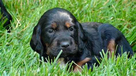 Gordon Setter Crossing: Gordon Setter Puppies/4 wks. Old