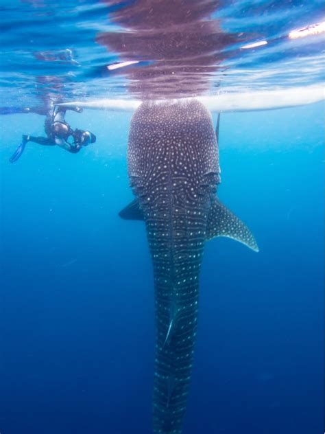 Whale Shark season is upon us. Are you ready? - Travel Belize