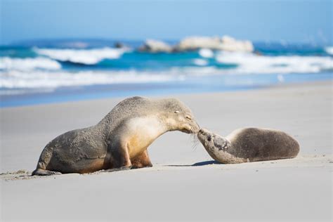 Seal Bay Conservation Park - SALIFE