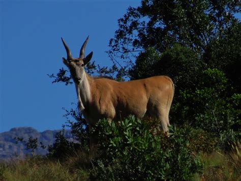 Drakensberg Wilderness Hiking South Africa - Mountain of the Dragons ...