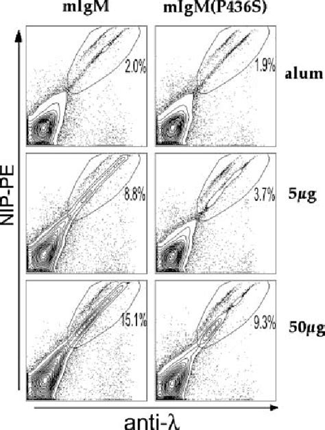 Figure 2 from The B Cell Receptor Itself Can Activate Complement to ...