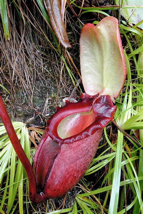 Nepenthes Rajah Photograph by Sinclair Stammers/science Photo Library ...