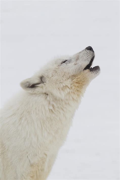 Arctic Wolf Howling Photograph by Paul Sawer/FLPA - Pixels