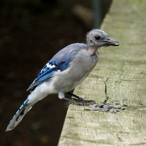 molting Blue Jay | Burlington Ontario Birder