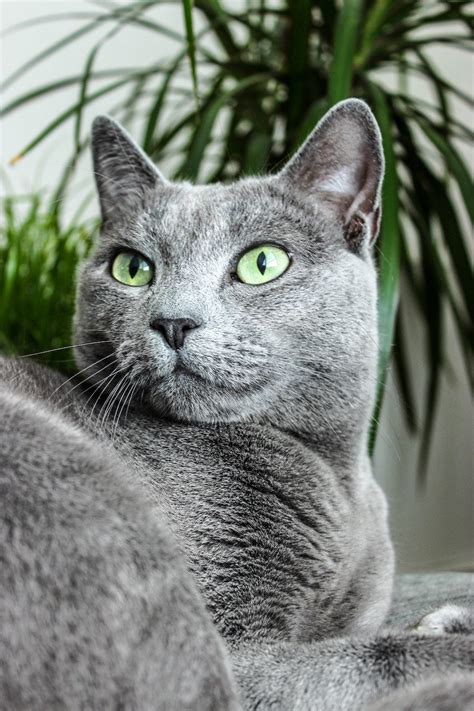 Russian Blue Cat Breed Profile | Litter-Robot