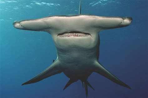 The Hammerhead Shark Listed as a Critically Endangered Species ⋆ The ...