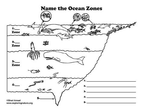 Printable Ocean Zones Worksheet Pdf - Printable Word Searches