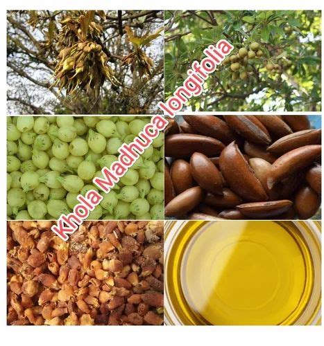 Madhuca Longifolia Oil at Rs 250/litre in Medak | ID: 2850373528762