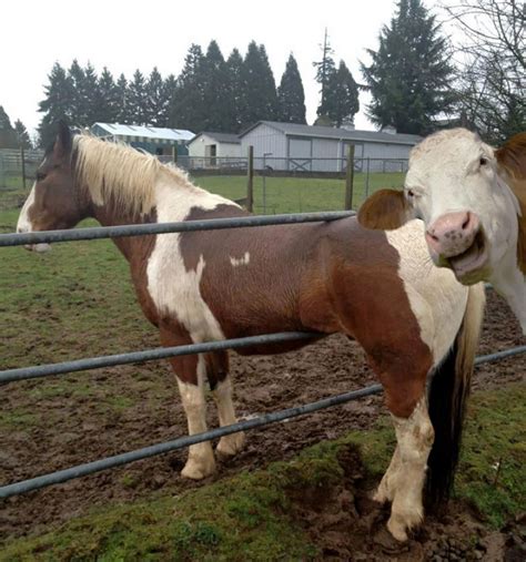 Funny Animal Photobombs | Bored Panda