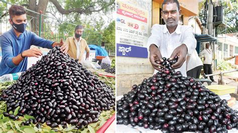 Java Plum: Ordinary fruit with extraordinary demand - Star of Mysore