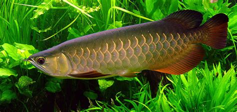 The Asian Arowana | Critter Science