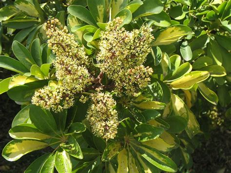 Flowering Schefflera Plants: What Do Schefflera Blooms Look Like