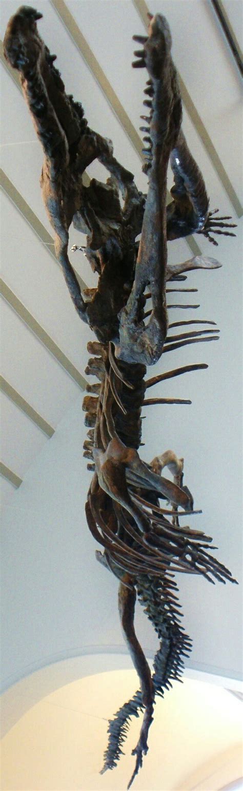 Machimosaurus is an extinct genus of teleosaurid crocodyliform from the ...