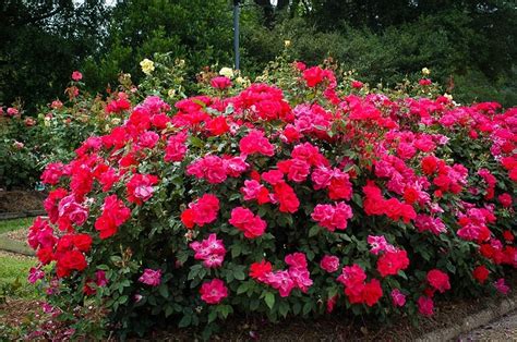 Red Double Knockout Rose For Sale Online | The Tree Center