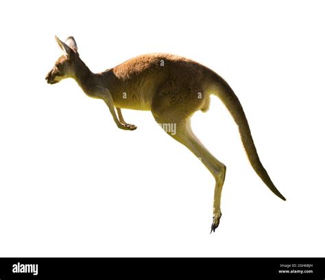 Beautiful kangaroo running and jumping WHITE BACKGROUND,COPY SPACE ...