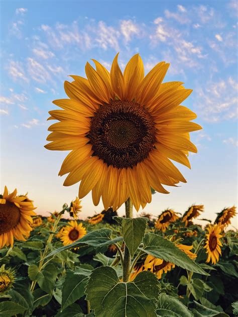 Sunflower Wallpapers: Free HD Download [500+ HQ] | Unsplash