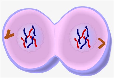 1228 X 752 15 - Mitosis Telophase Transparent PNG - 1228x752 - Free ...