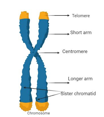 Labeled Chromosome