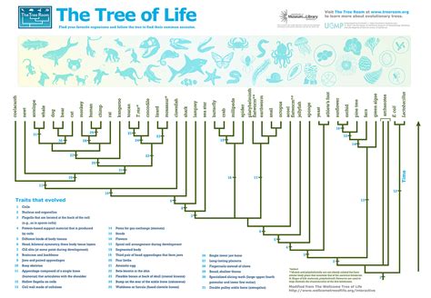 Tree of Life Hunt – Soukal Homeschooling