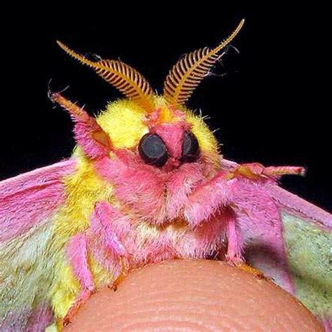 Rosy maple moth wonder | Cute moth, Rosy maple moth, Colorful moths