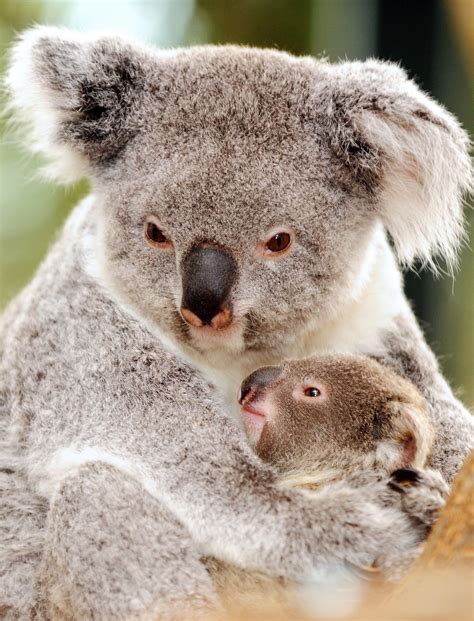 Mommy & Me | Koala bear, Koala, Cuddly animals