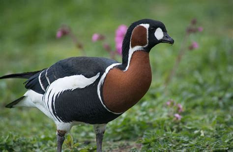 The Red-Breasted Goose - One Of The Most Pretty Geese In The World