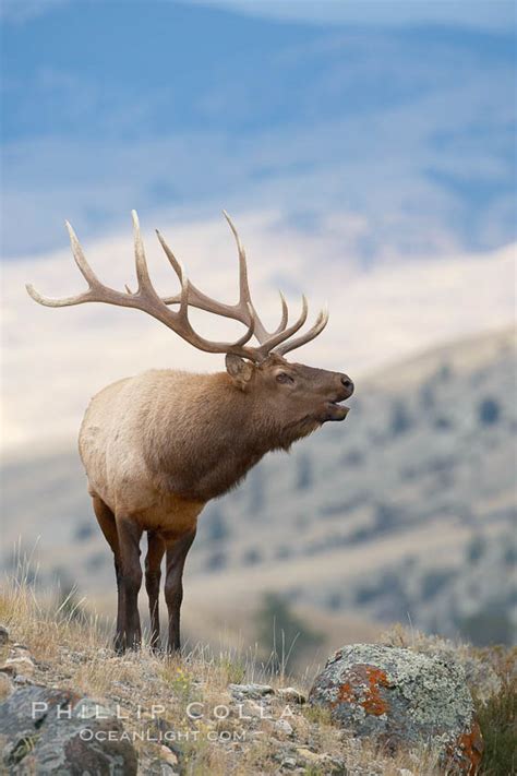 Male elk bugling during the fall rut, Cervus canadensis photo, Mammoth ...