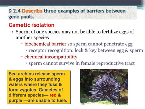 PPT - Option D: Evolution D2: Species and Speciation PowerPoint ...