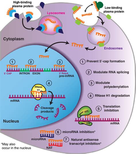 Antisense oligonucleotide (ASO) mechanisms of action. ASOs have been ...