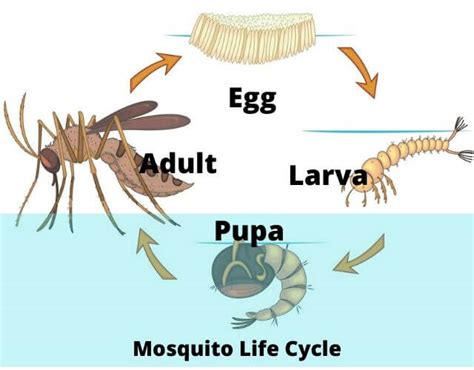 Life Cycle Of Mosquitoes