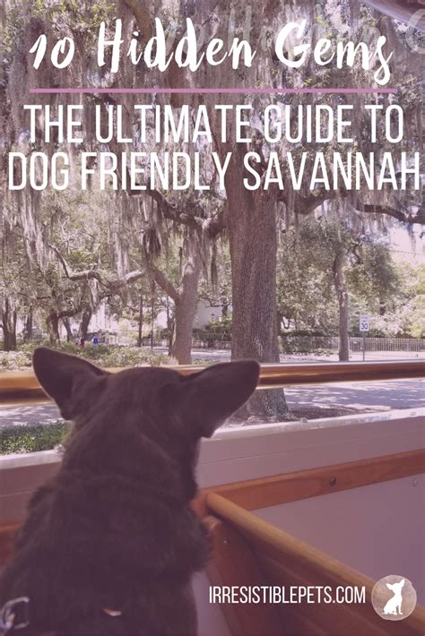 The Ultimate Guide to Dog Friendly Savannah - Irresistible Pets